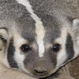 Badger The Lion picture