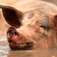 Yieldpig picture
