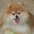 Dividend Dog picture