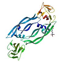 Placental growth factor