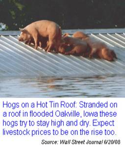 Hogs Image