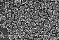 SEM depicting methicillin-resistant Staphylococcus aureus bacteria.