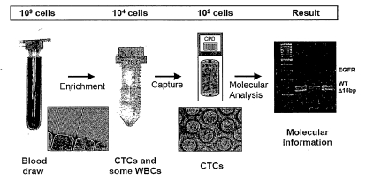 Schematic of EGFR analysis procedure Schematic of EGFR analysis procedure