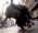 Bull5c_5