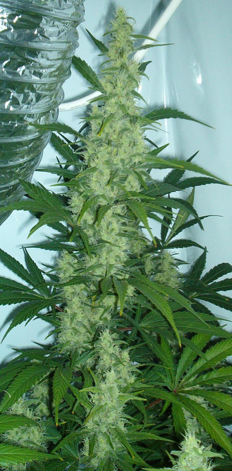giant cannabis