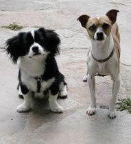Dogs of the Dow