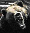 The Bear Is Back