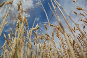 Wheat