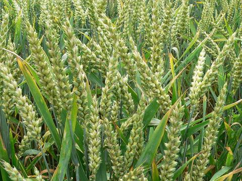 wheat