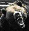 Stock Market Bear
