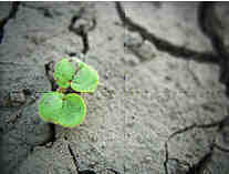 Green Shoots Of Recovery