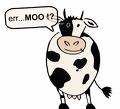 cow-moo