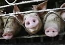 Swine