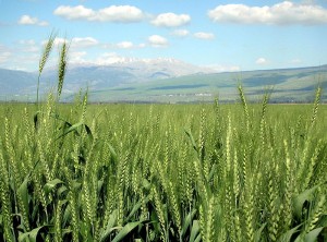 Wheat Field