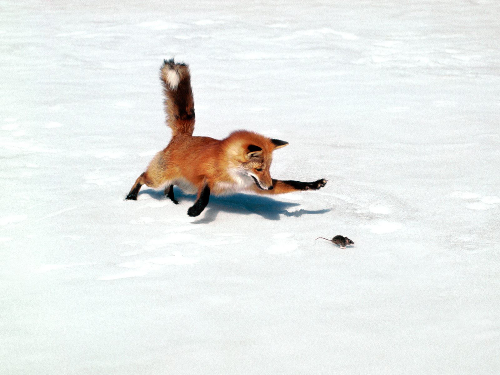 Foxes can run free again.