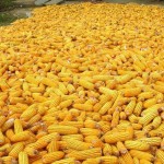 Corn