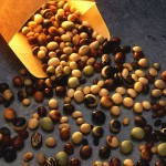 Soybeans