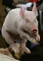 Pig flying