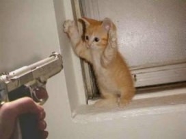 kitty