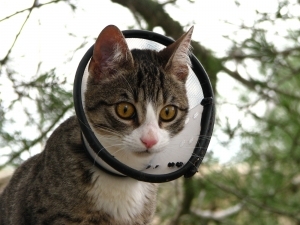 while a cat has nine lives, yahoo can’t afford to be a…