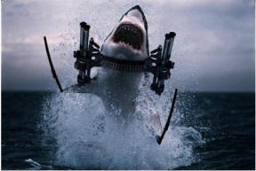 sharks