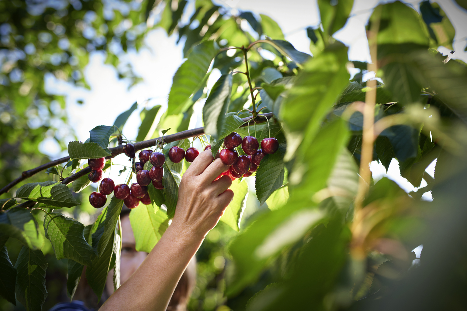 seekingalpha.com - Cash Flow Venue - BIZD: It's Time For Cherry-Picking (NYSEARCA:BIZD)