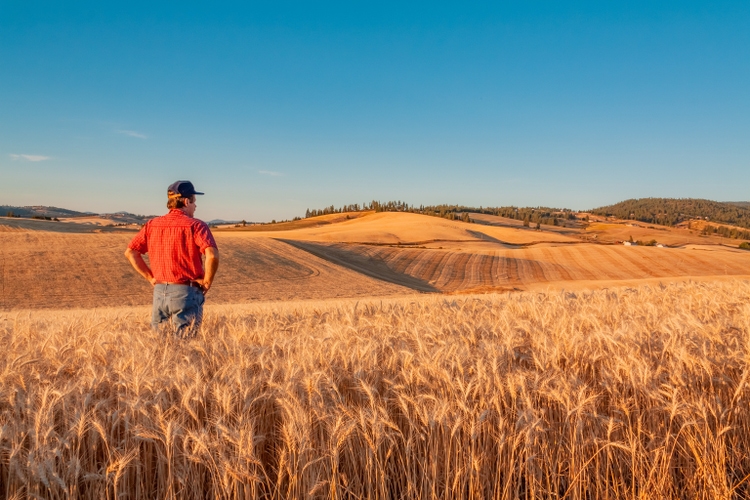 Washington farmer looks at wheat vista