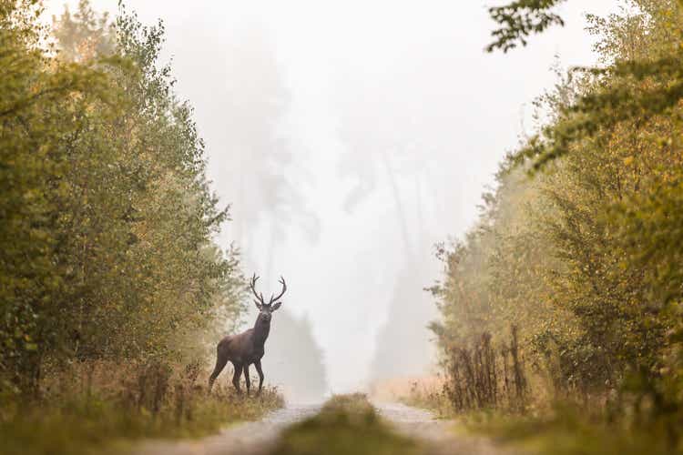 Red deer (Cervus elaphus)