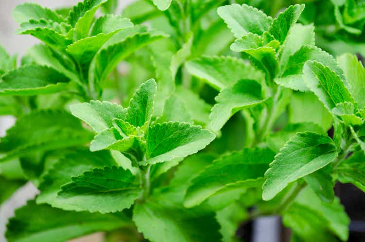 Stevia Plant