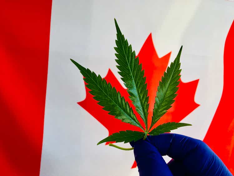 Cannabis plant leaves and Canada flag