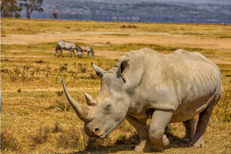 The 'Rhino Principle' At Work In REIT-Dom | Seeking Alpha