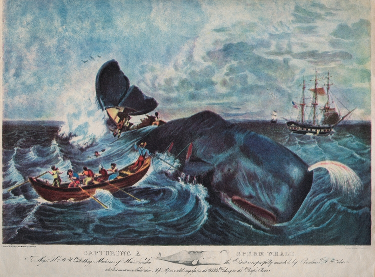 Capturing A Sperm Whale