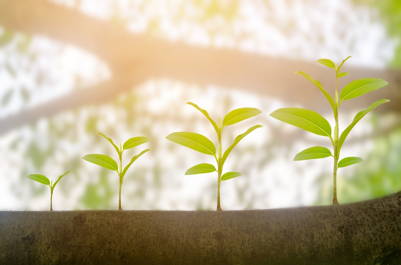 ClearBridge Large Cap Growth Fund Q2 2026 Commentary
