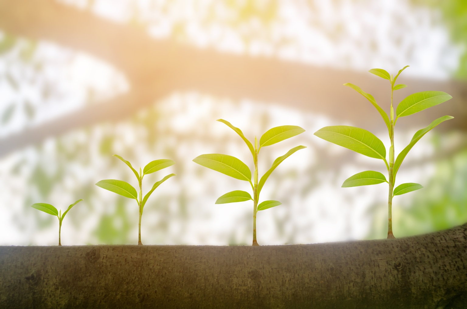 ClearBridge Large Cap Growth Fund Q2 2026 Commentary