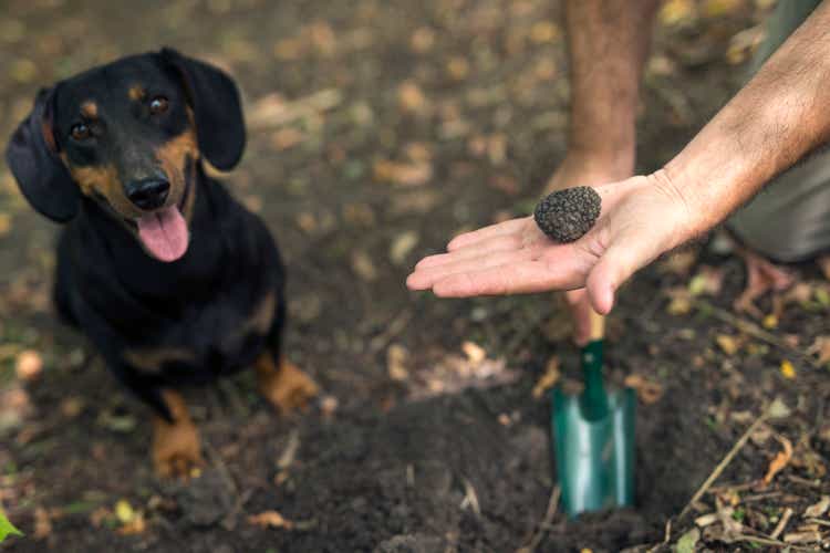 In search for truffle mushrooms.