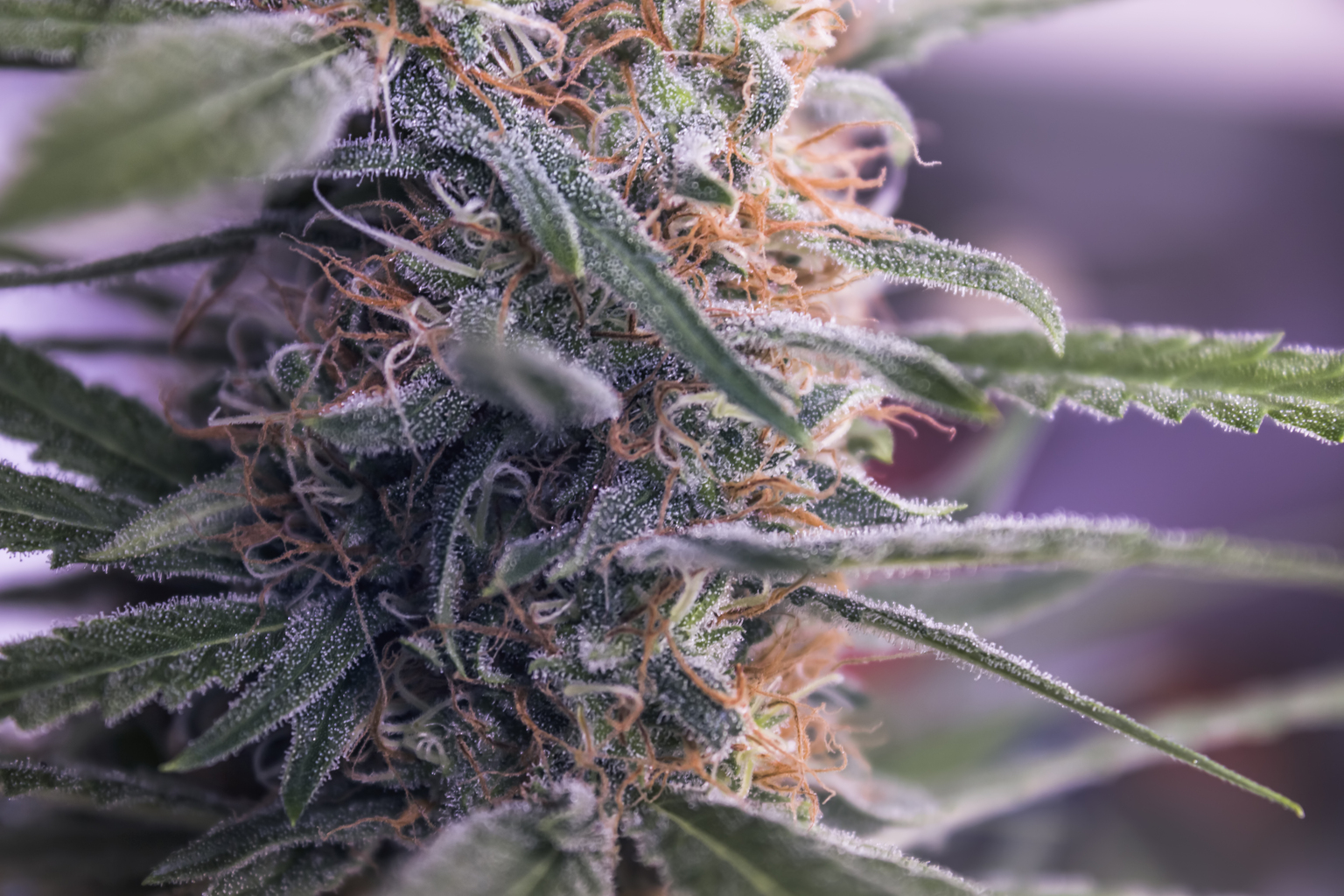 seekingalpha.com - Alan Sumler - Sanity Group Acquisition Boosts Organigram Stock's Quarterly Revenue (NASDAQ:OGI)