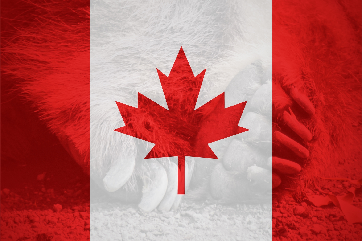 TD Bank And Royal Bank of Canada: Canada's About To Implode | Seeking Alpha