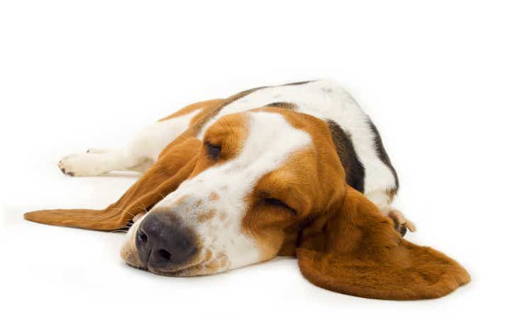 Sleepy basset hound laying on a white surface