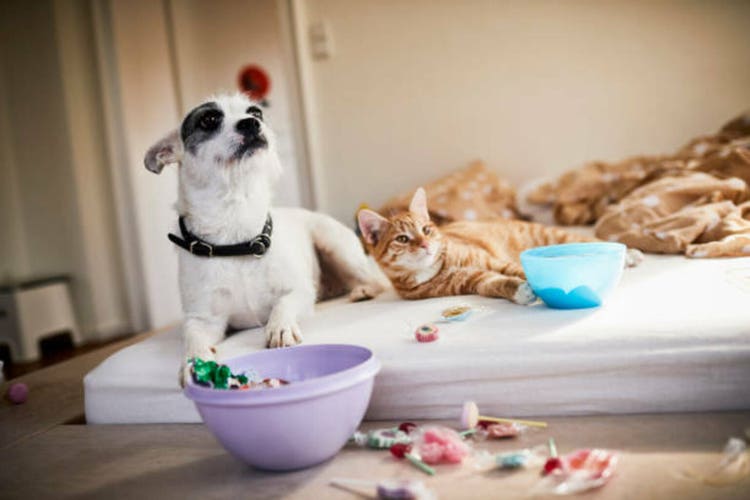 Dog and cat lying on bed surrounded by sweets