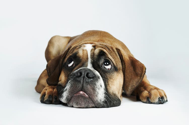 Portrait of Dorset Old Tyme Bulldog