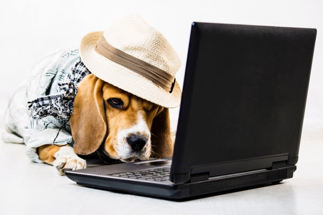 stylish cute funny beagle dog with a hat is watching an internet game laptop
