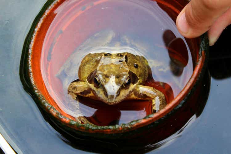 Close up of frog in water ripples - pebbles stones, west yorks, uk