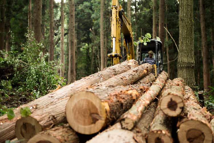 Logs in forest