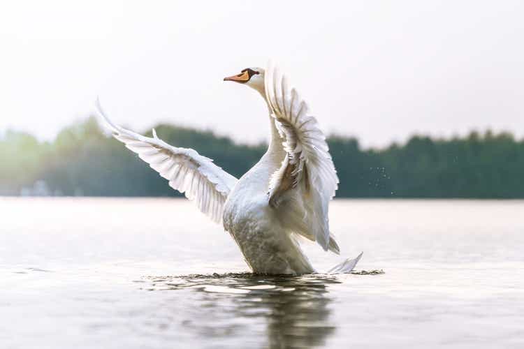 Proud swan on a lake