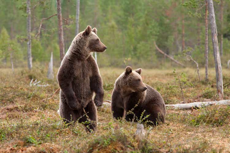 Two brown bears