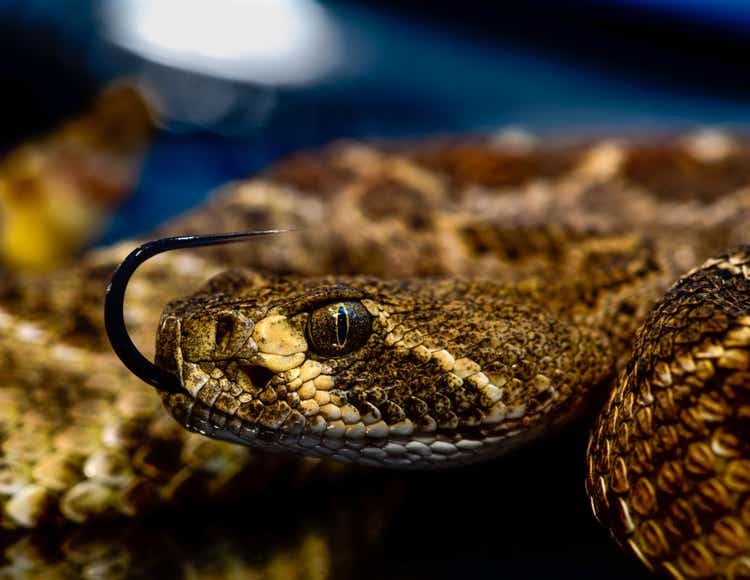 Western diamondback rattlesnake or Texas diamond-back (Crotalus atrox) Close-up Tongue Out