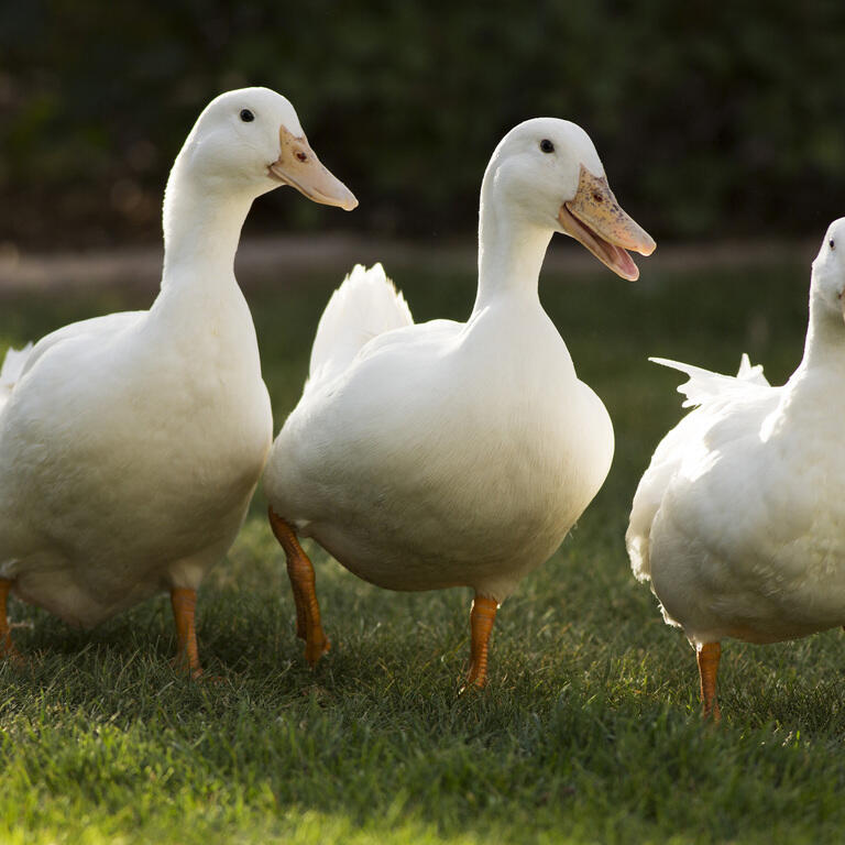 Three White Pekin Ducks