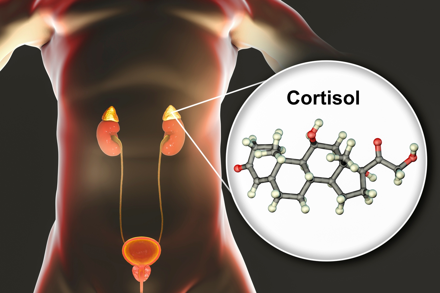 Corcept Therapeutics Stock Merits Accumulation (NASDAQ:CORT)