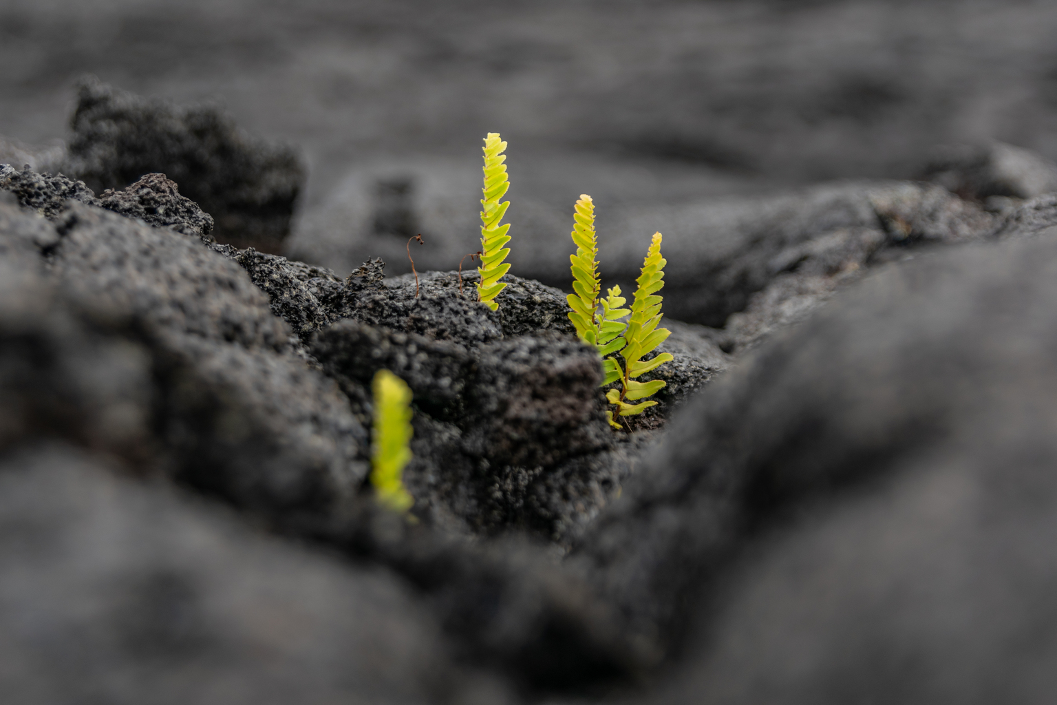 seekingalpha.com - Crimson And Gold Research - TriCo Merger Attempts To Solve First Hawaiian's Growth Issues (NASDAQ:FHB)