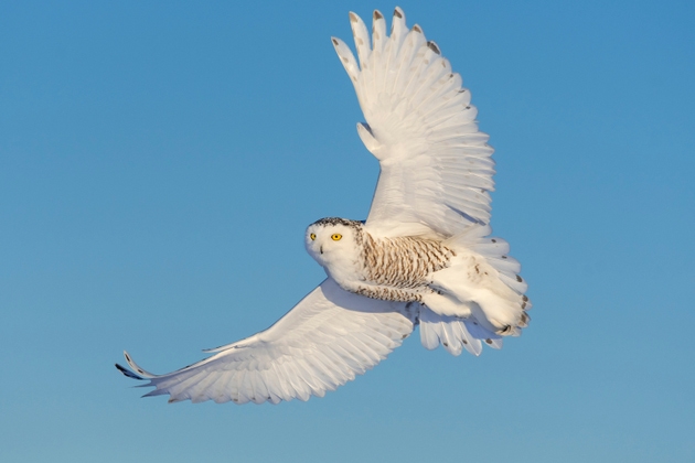 Blue Owl Capital: Private Credit Fears Gift (NYSE:OBDC)